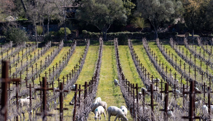 Stags’ Leap Winery, a vineyard with CCSW certification