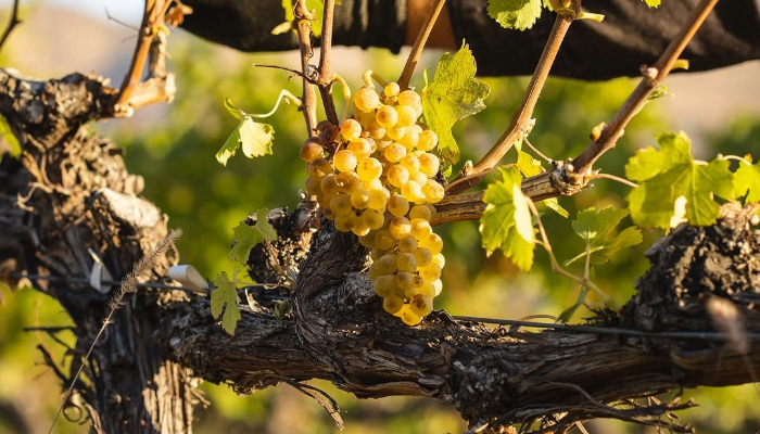 Hard Row To Hoe Vineyards with LIVE certification