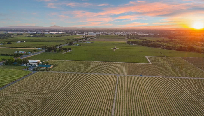 Berghold Vineyards & Winery with Lodi Rules for Sustainable Winegrowing certification