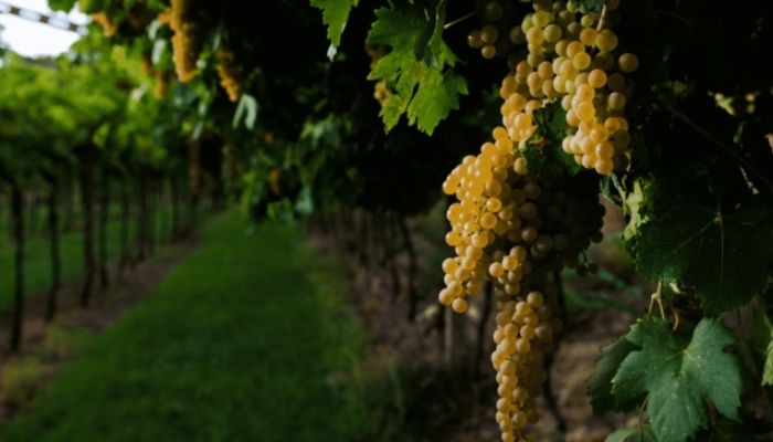 Lugana Wines Turbiana grape variety Lugana Wines Turbiana grape variety