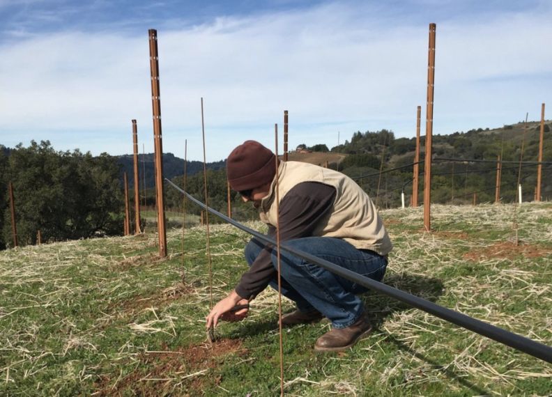 Pruning of Mother Vines Pruning of Mother Vines
