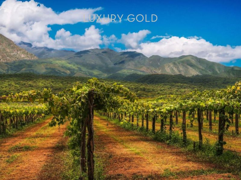 Photo for: 10 Award-Winning Argentinian Wines You Must Try on Your Next Trip